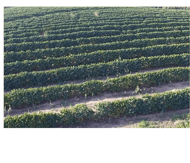 Fazenda São Sebastião